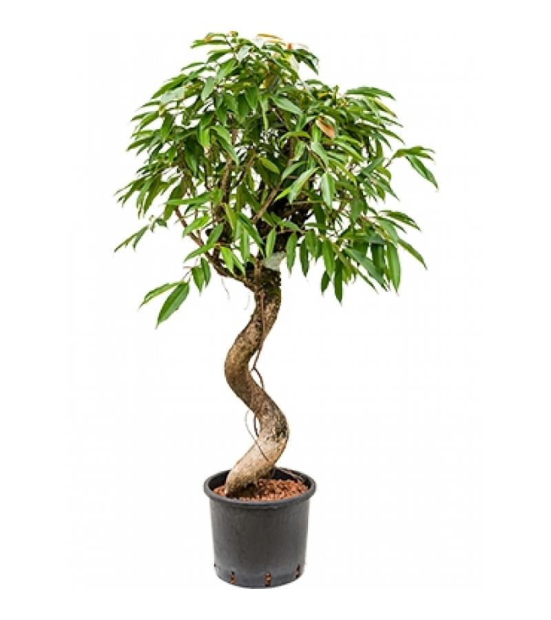Ficus amstel king spiral L hydrocultuur plant