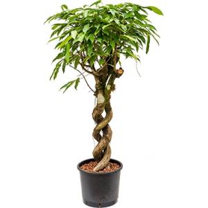 Ficus amstel king spiral double hydrocultuur plant