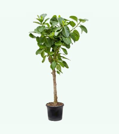 Ficus benghalensis altissima kamerplant
