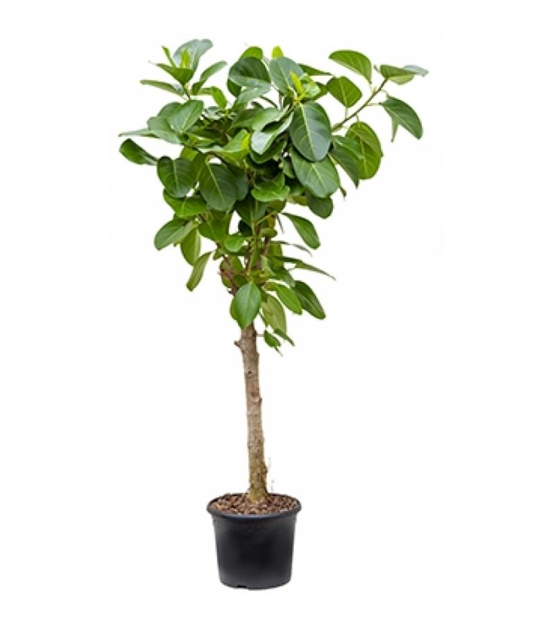 Ficus benghalensis altissima kamerplant