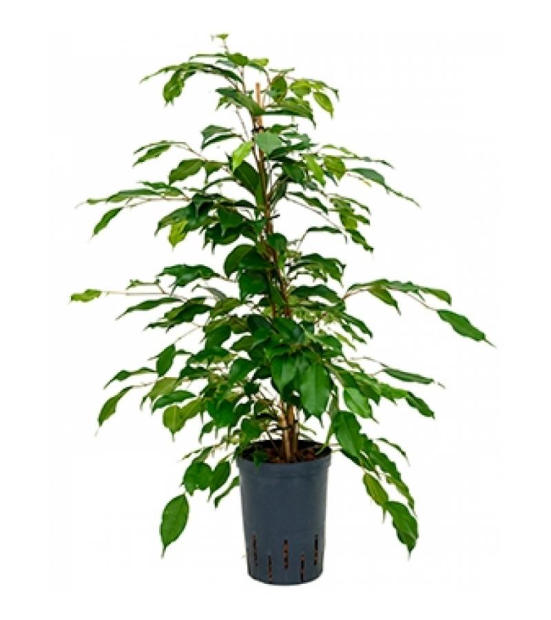 Ficus benjamina toef M hydrocultuur plant