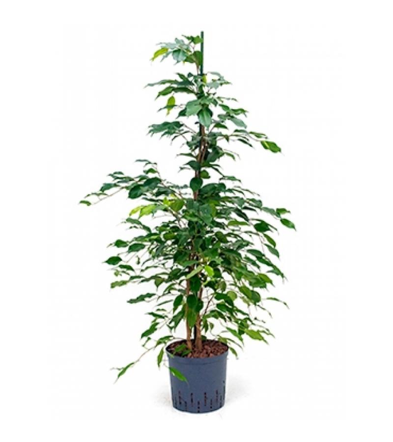 Ficus benjamina toef L hydrocultuur plant