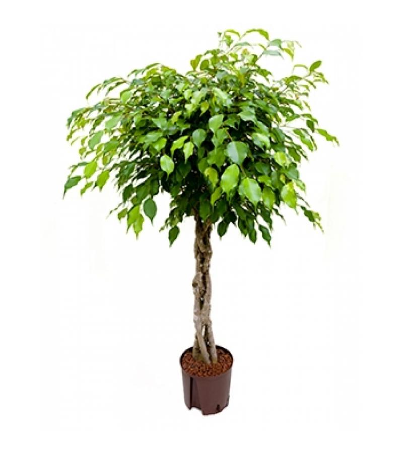 Ficus benjamina gevlochten hydrocultuur plant