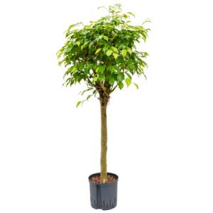 Ficus benjamina stam M hydrocultuur plant
