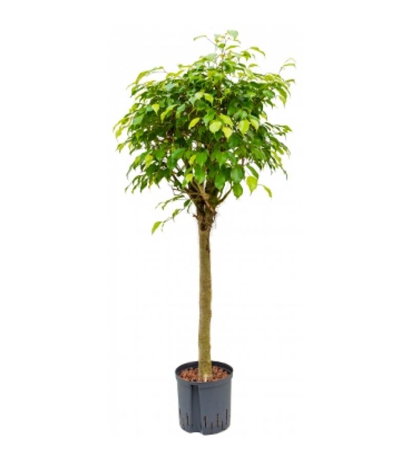 Ficus benjamina stam M hydrocultuur plant
