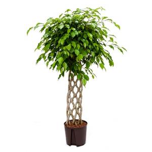 Ficus benjamina stam fence hydrocultuur plant