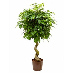 Ficus benjamina spiral hydrocultuur plant