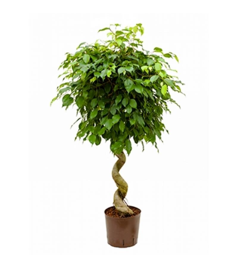 Ficus benjamina spiral hydrocultuur plant