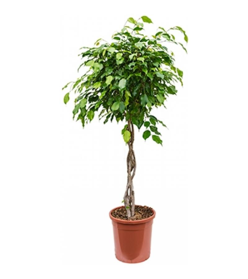 Ficus benjamina gevlochten kamerplant