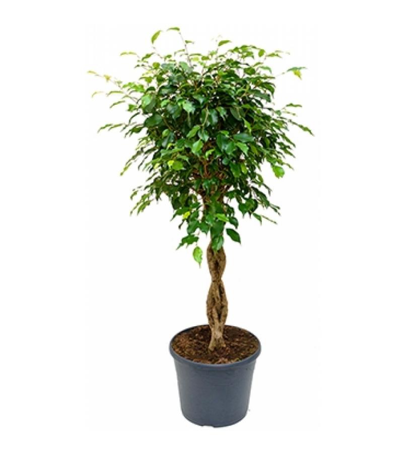 Ficus benjamina gevlochten M kamerplant