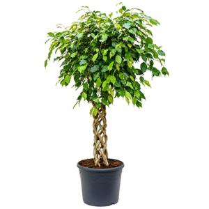 Dagaanbieding - Ficus benjamina cilinder kamerplant dagelijkse aanbiedingen