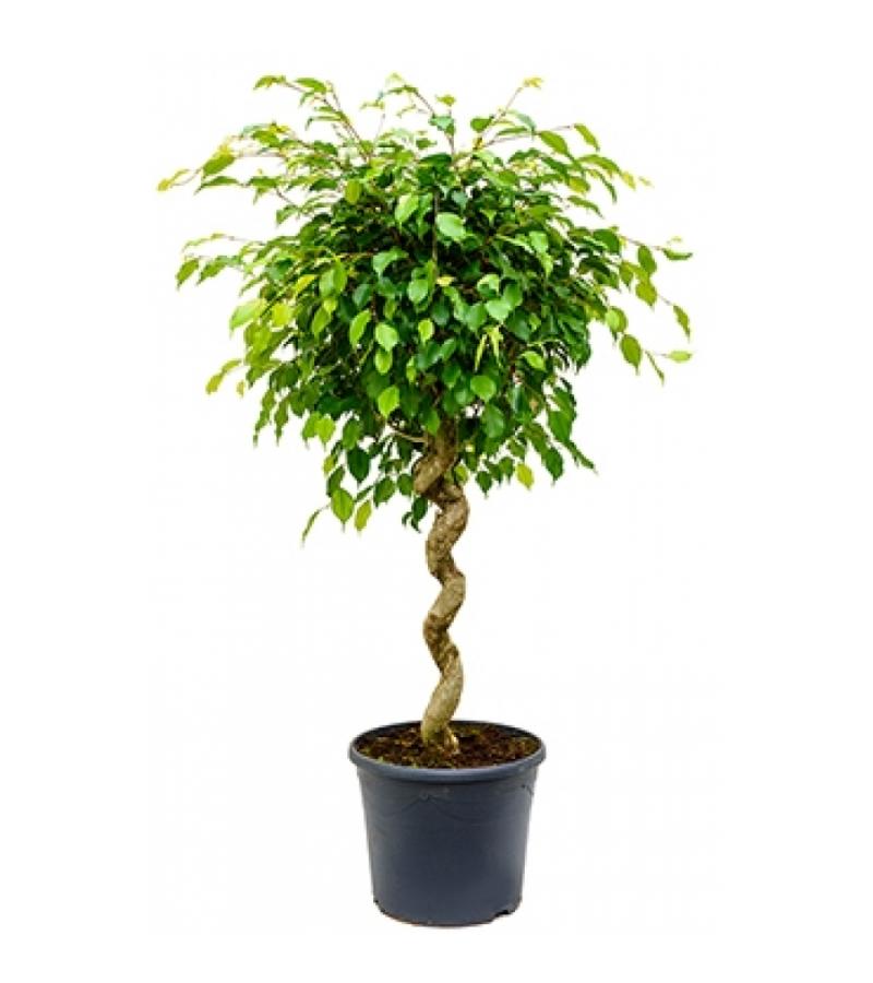 Ficus benjamina spiral kamerplant