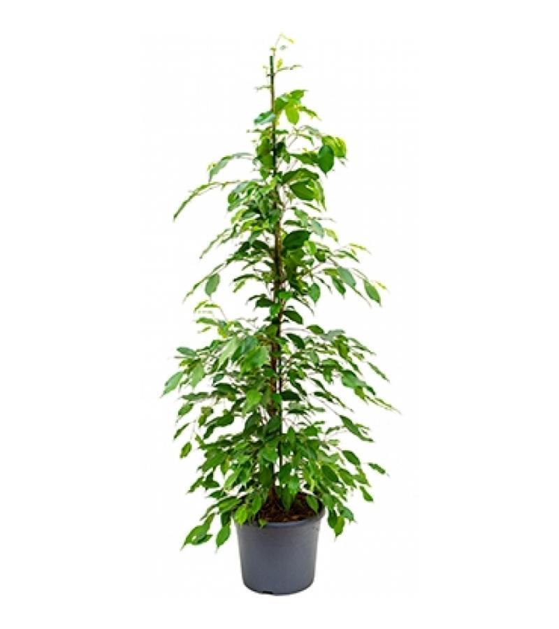 Ficus benjamina toef kamerplant