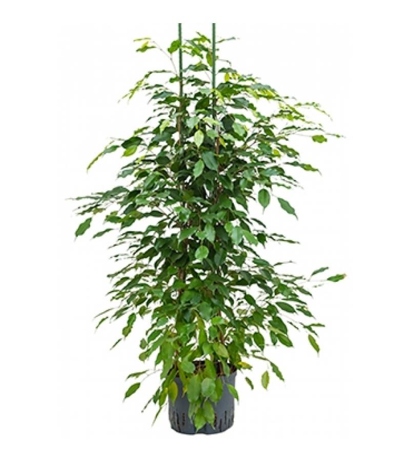 Ficus benjamina 2pp hydrocultuur plant