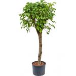 Ficus benjamina stam L hydrocultuur plant