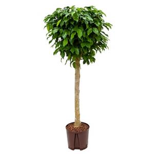 Ficus benjamina columnar stam S hydrocultuur plant