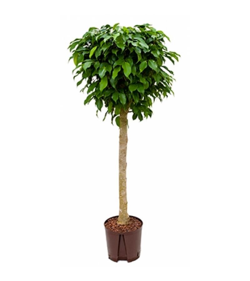 Ficus benjamina columnar stam S hydrocultuur plant
