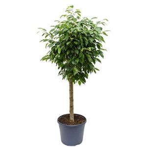 Ficus benjamina columnar kamerplant