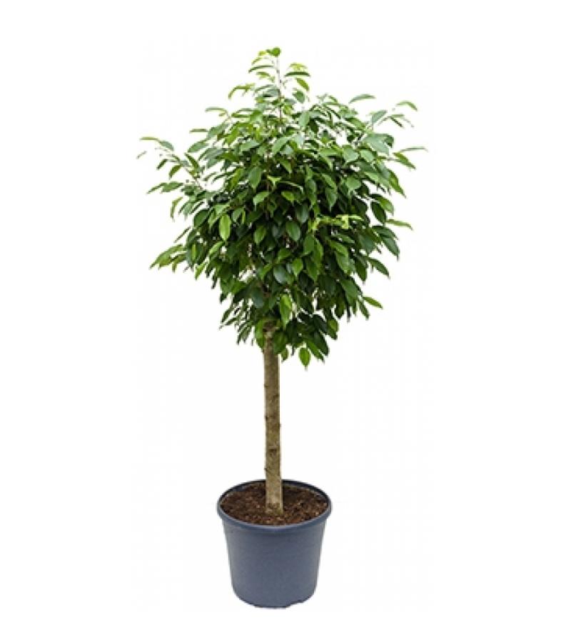 Ficus benjamina columnar kamerplant