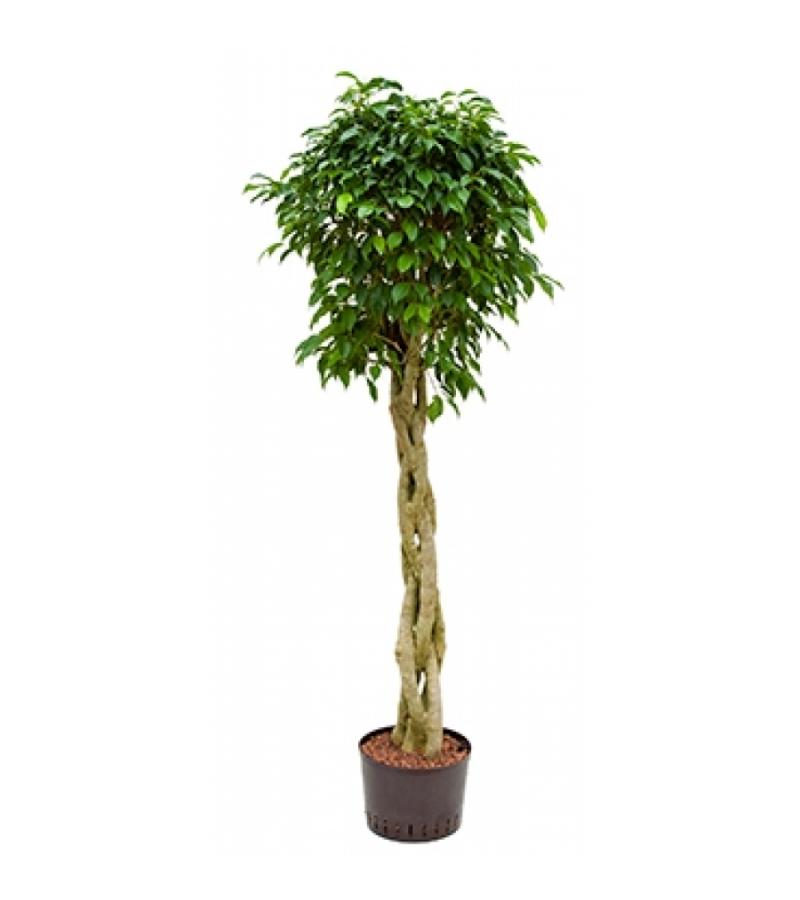 Ficus benjamina columnar gevlochten hydrocultuur plant