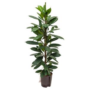 Ficus cyathistipula 2pp L hydrocultuur plant