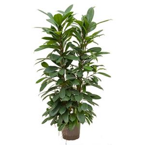 Ficus cyathistipula 4pp hydrocultuur plant
