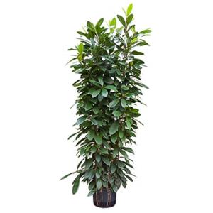 Ficus cyathistipula 6pp L hydrocultuur plant