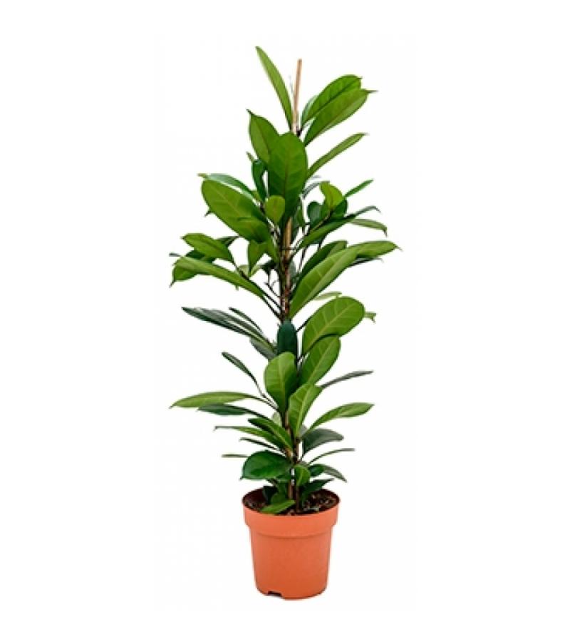 Ficus cyathistipula S kamerplant