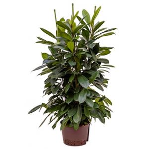 Ficus cyathistipula 6pp S hydrocultuur plant