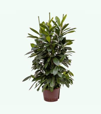 Ficus cyathistipula 6pp S hydrocultuur plant