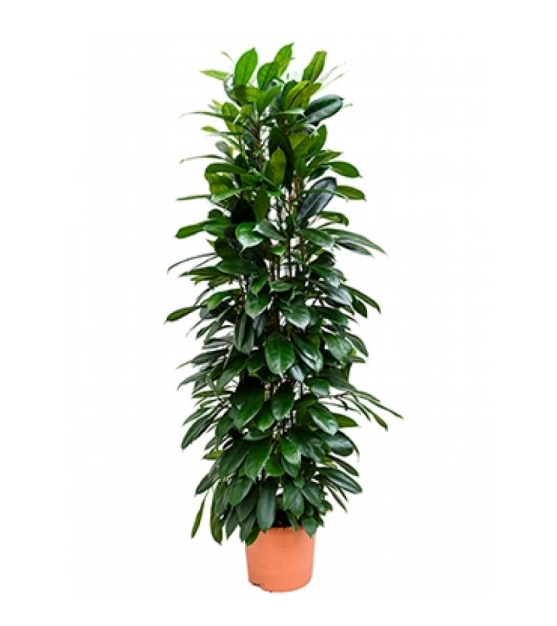 Ficus cyathistipula colomnae kamerplant