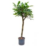 Ficus cyathistipula stam hydrocultuur plant