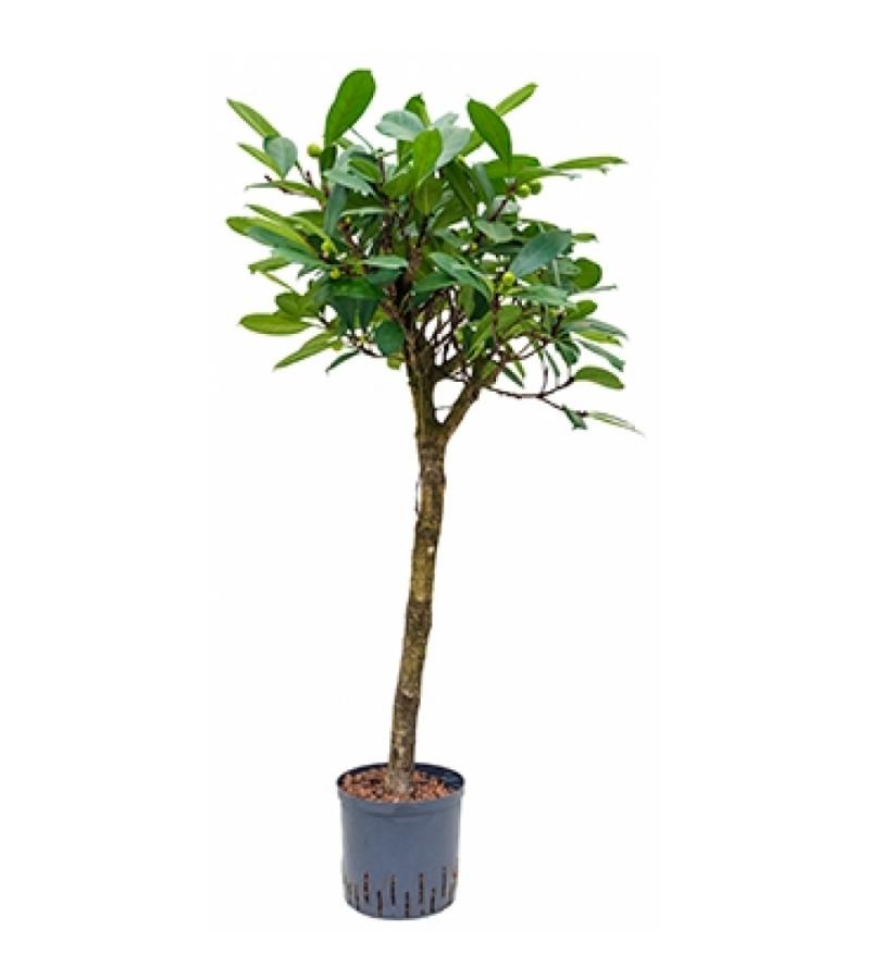 Ficus cyathistipula stam hydrocultuur plant