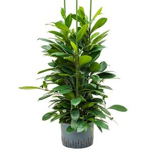 Ficus cyathistipula 6pp M hydrocultuur plant