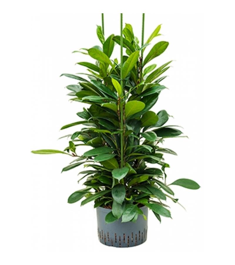 Ficus cyathistipula 6pp M hydrocultuur plant