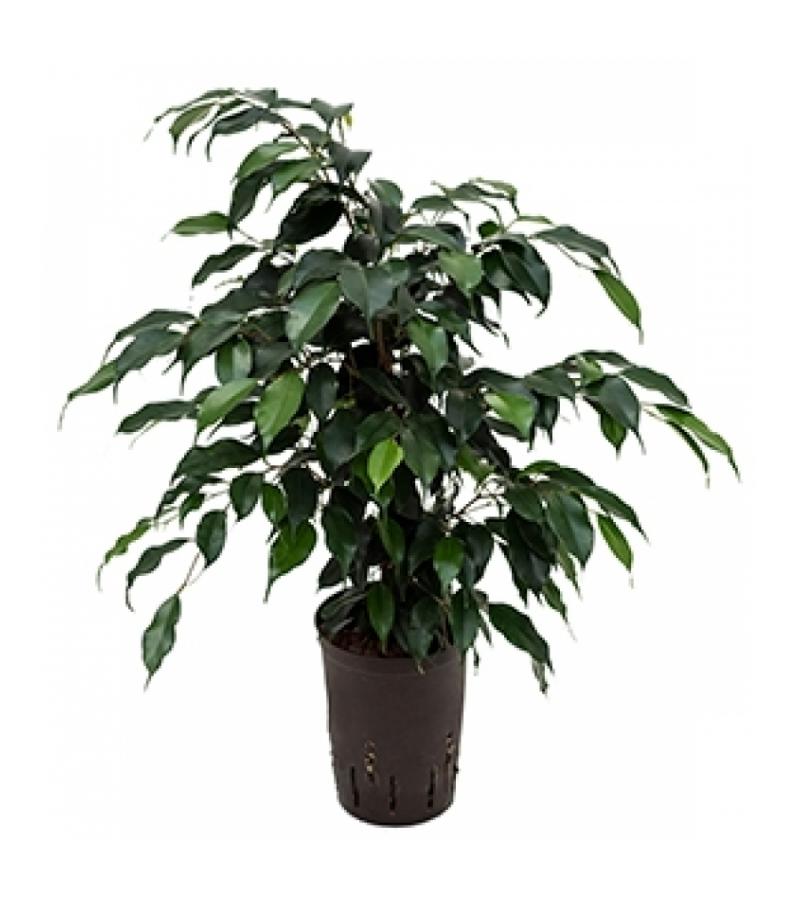 Ficus danielle S hydrocultuur plant