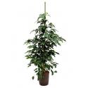 Ficus danielle M hydrocultuur plant