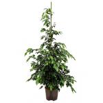Ficus danielle L hydrocultuur plant