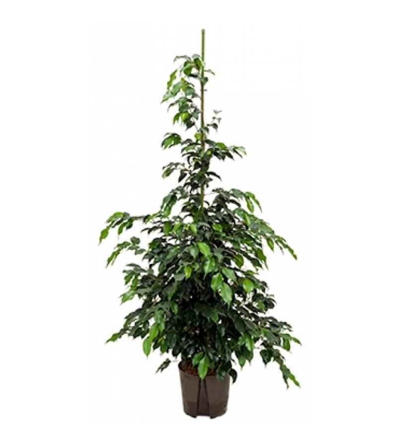 Ficus danielle L hydrocultuur plant