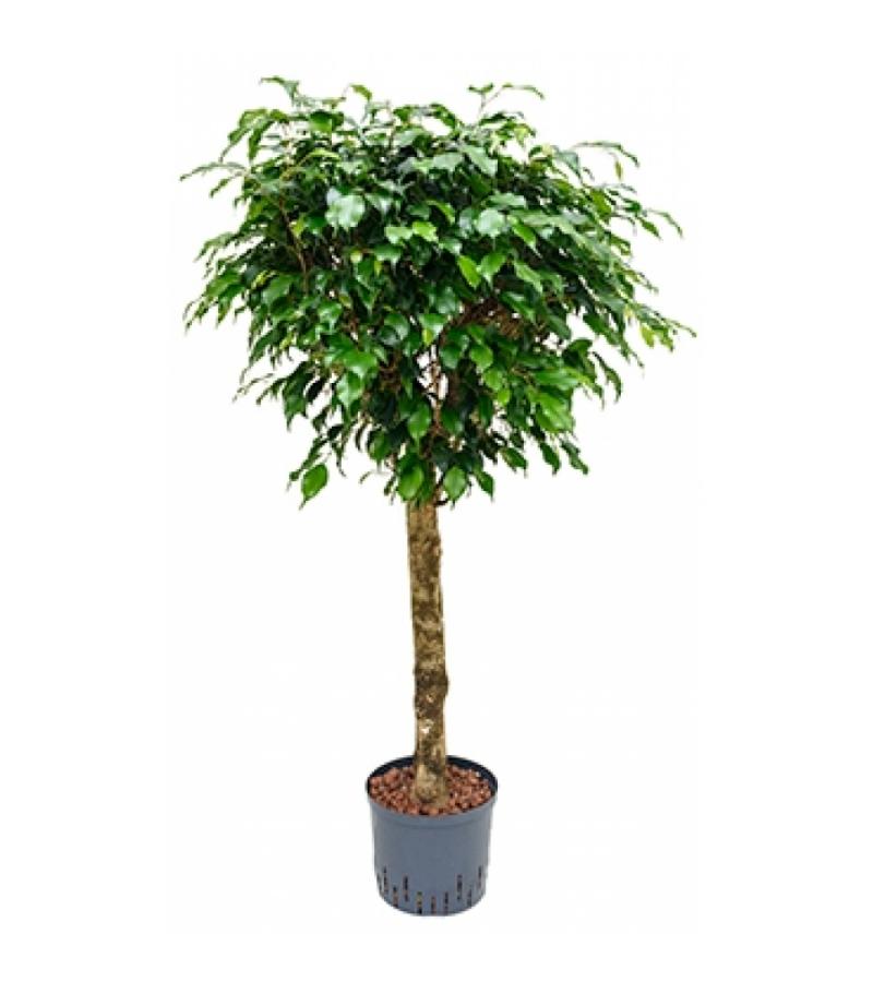 Ficus danielle stam S hydrocultuur plant