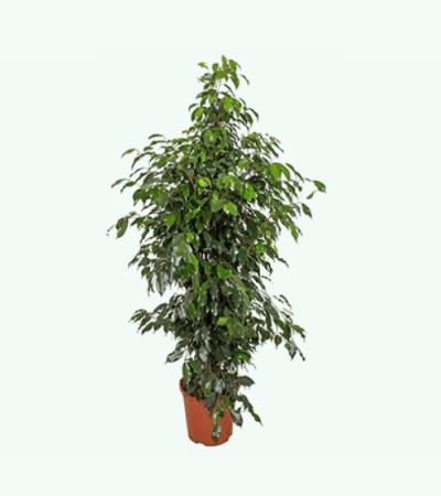 Ficus danielle M kamerplant
