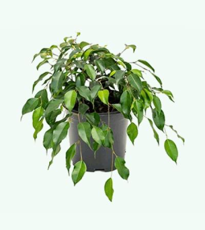 Ficus danielle S kamerplant
