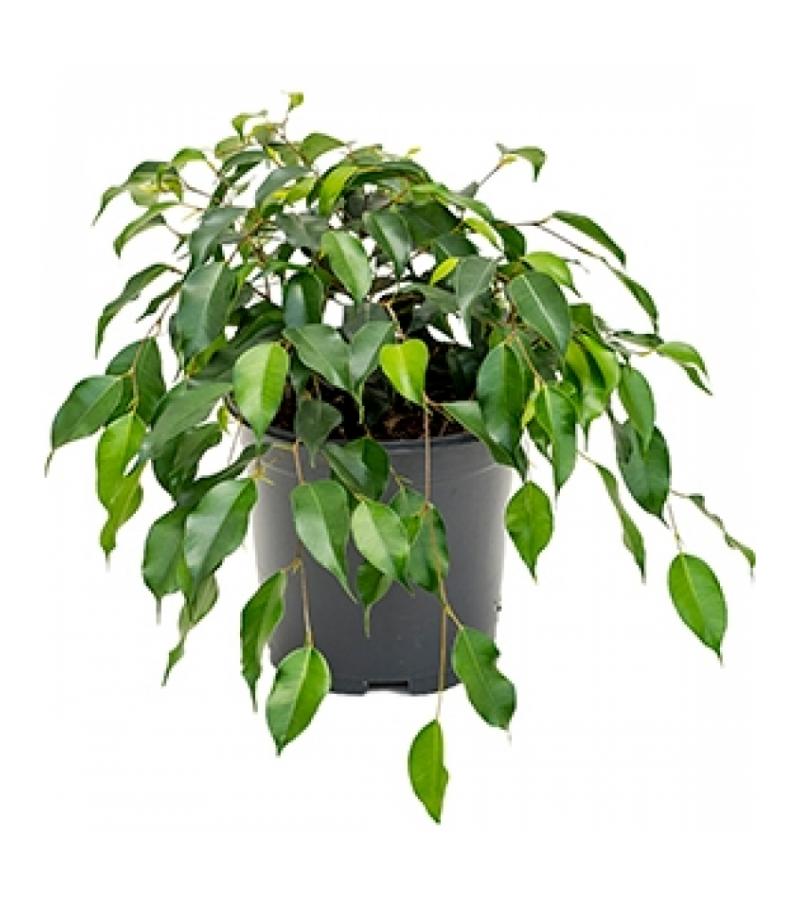 Ficus danielle S kamerplant