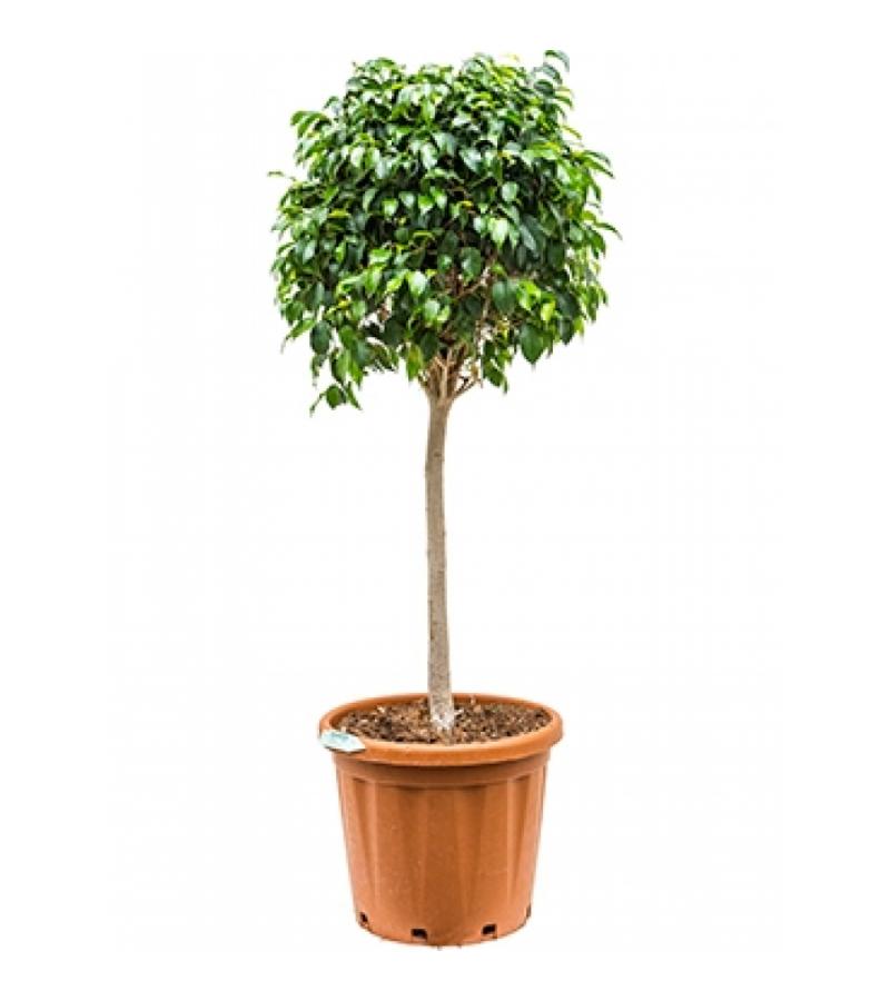 Ficus danielle L kamerplant