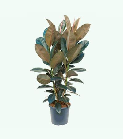 Ficus elastica abidjan M kamerplant