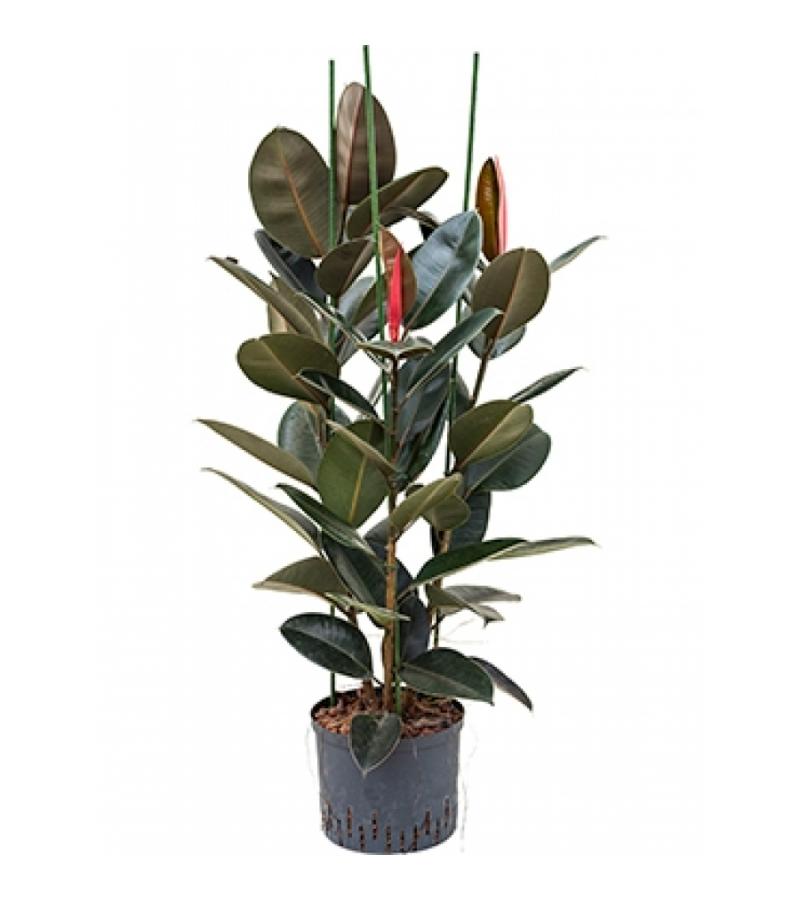 Ficus elastica abidjan 3pp hydrocultuur plant