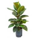 Ficus elastica robusta 1pp hydrocultuur plant