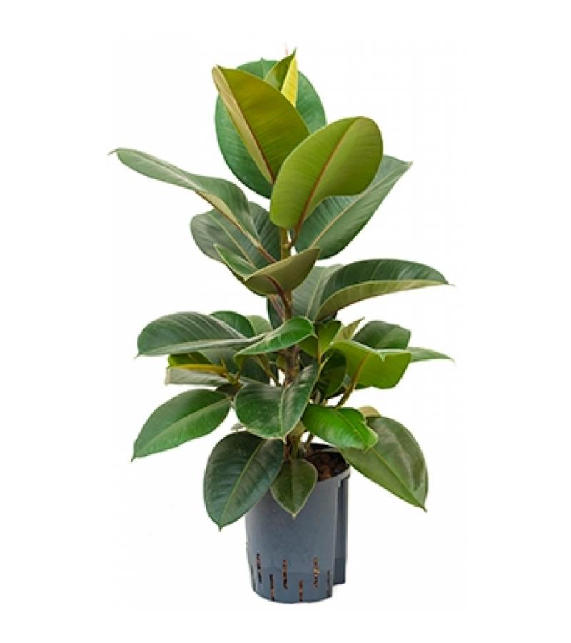 Ficus elastica robusta 1pp hydrocultuur plant