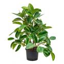 Ficus elastica robusta vertakt hydrocultuur plant