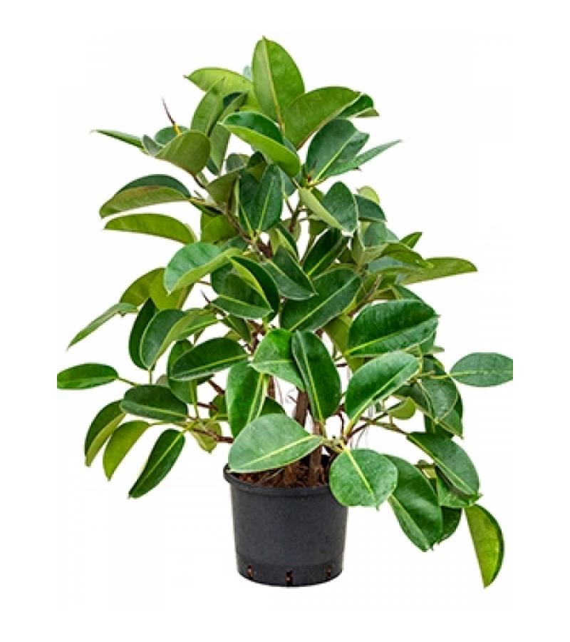 Ficus elastica robusta vertakt hydrocultuur plant